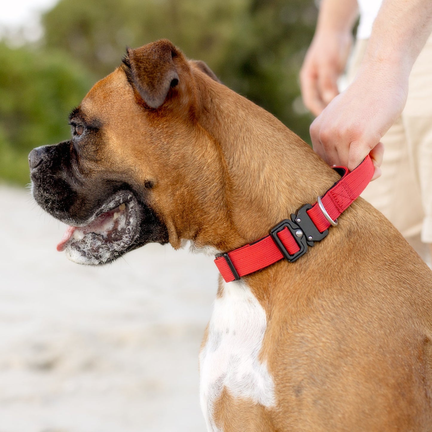 Apex Collar With Handle