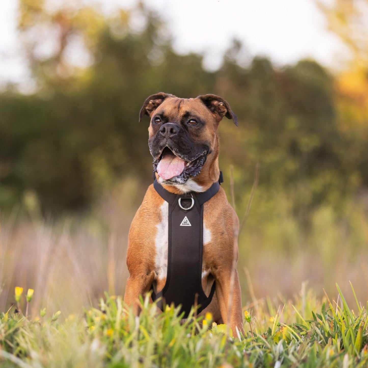 Hercules Harness
