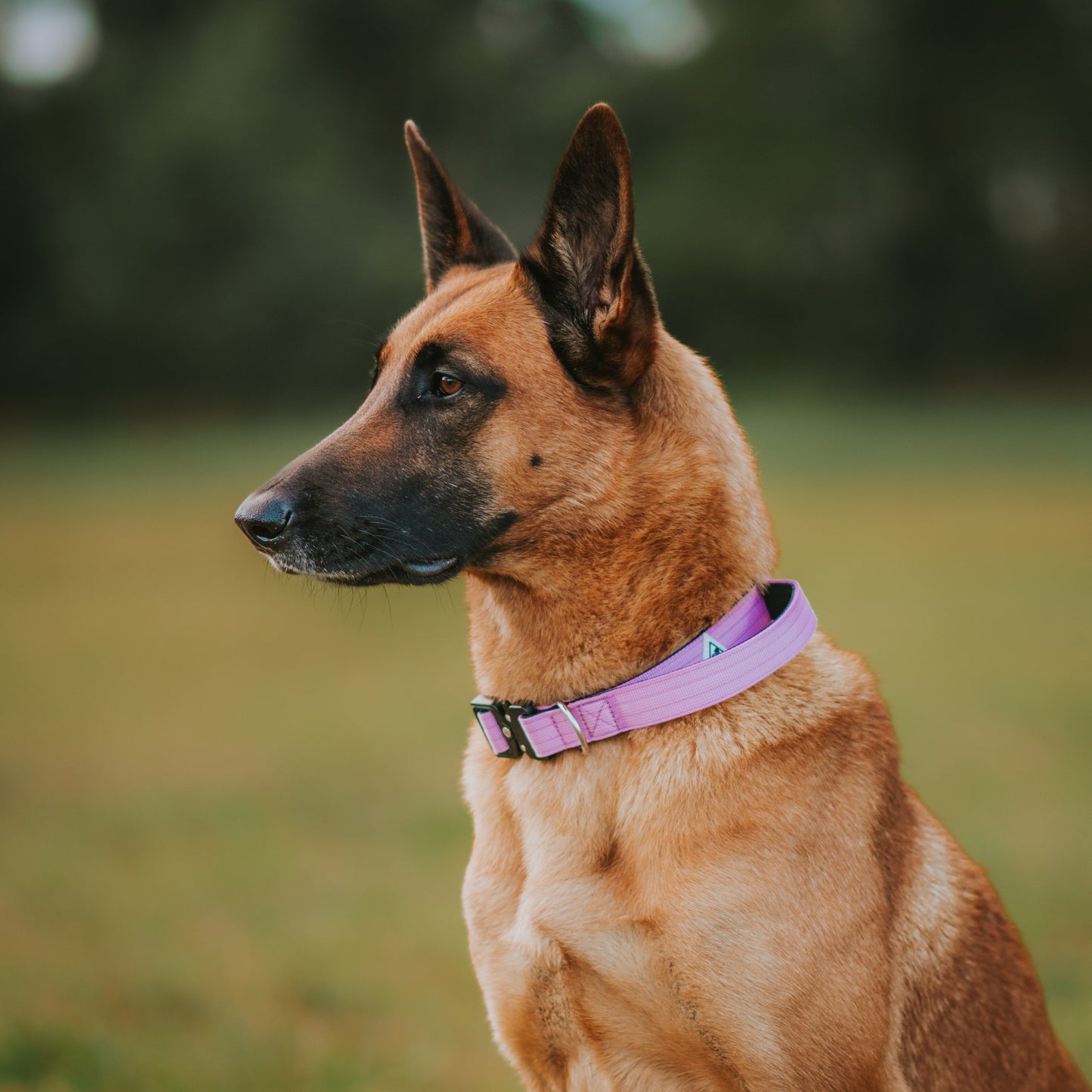 Apex Collar With Handle