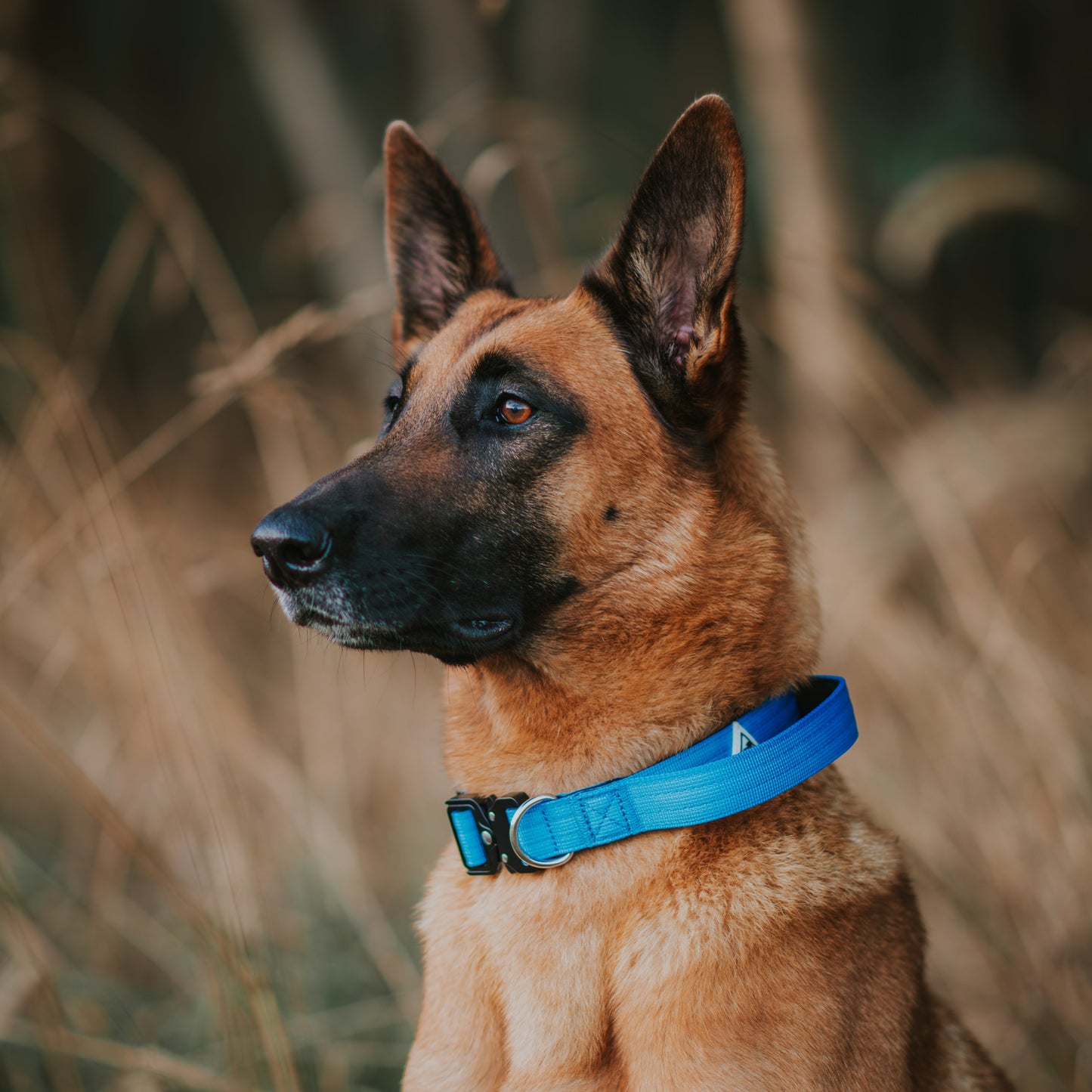 Apex Collar With Handle