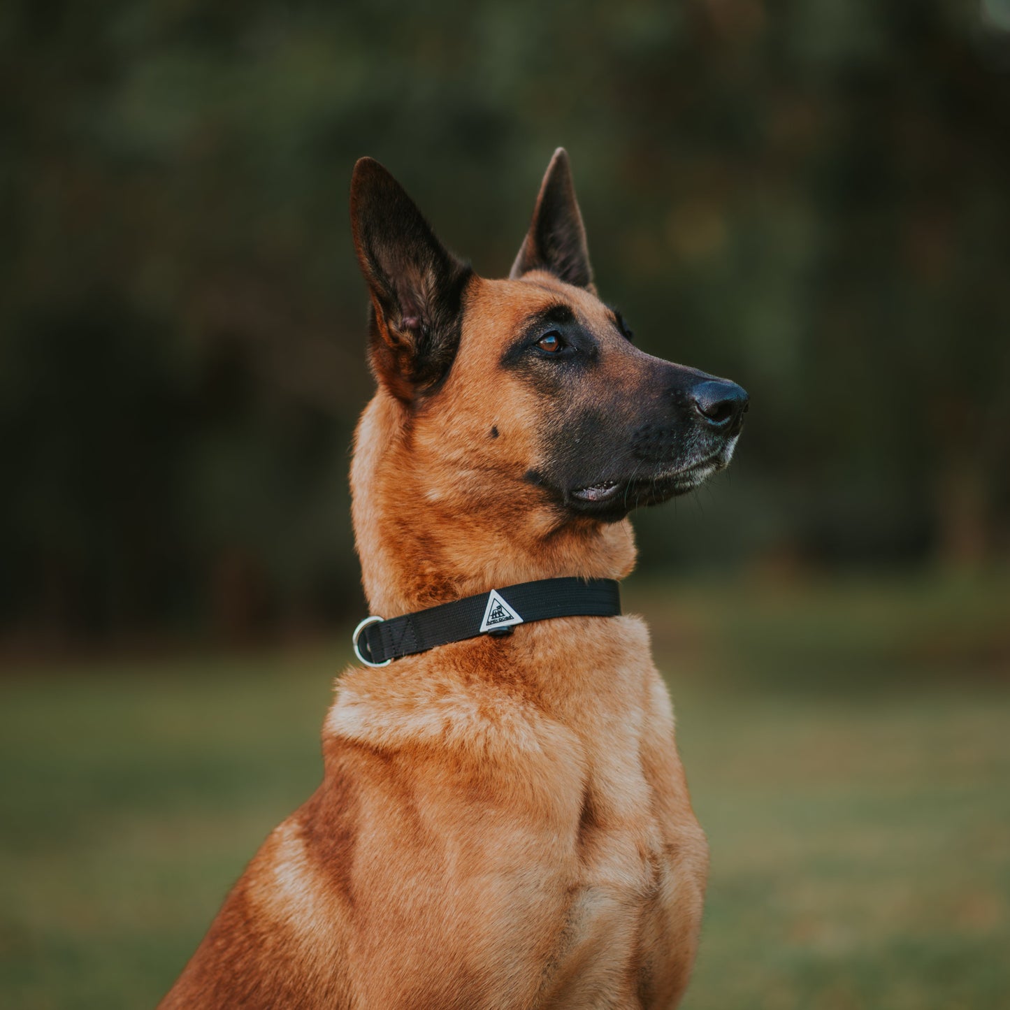 Apex Collar