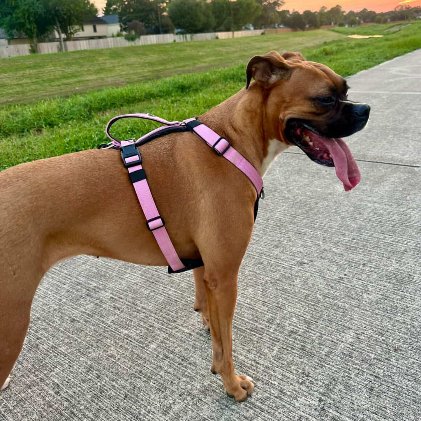 Hercules Harness