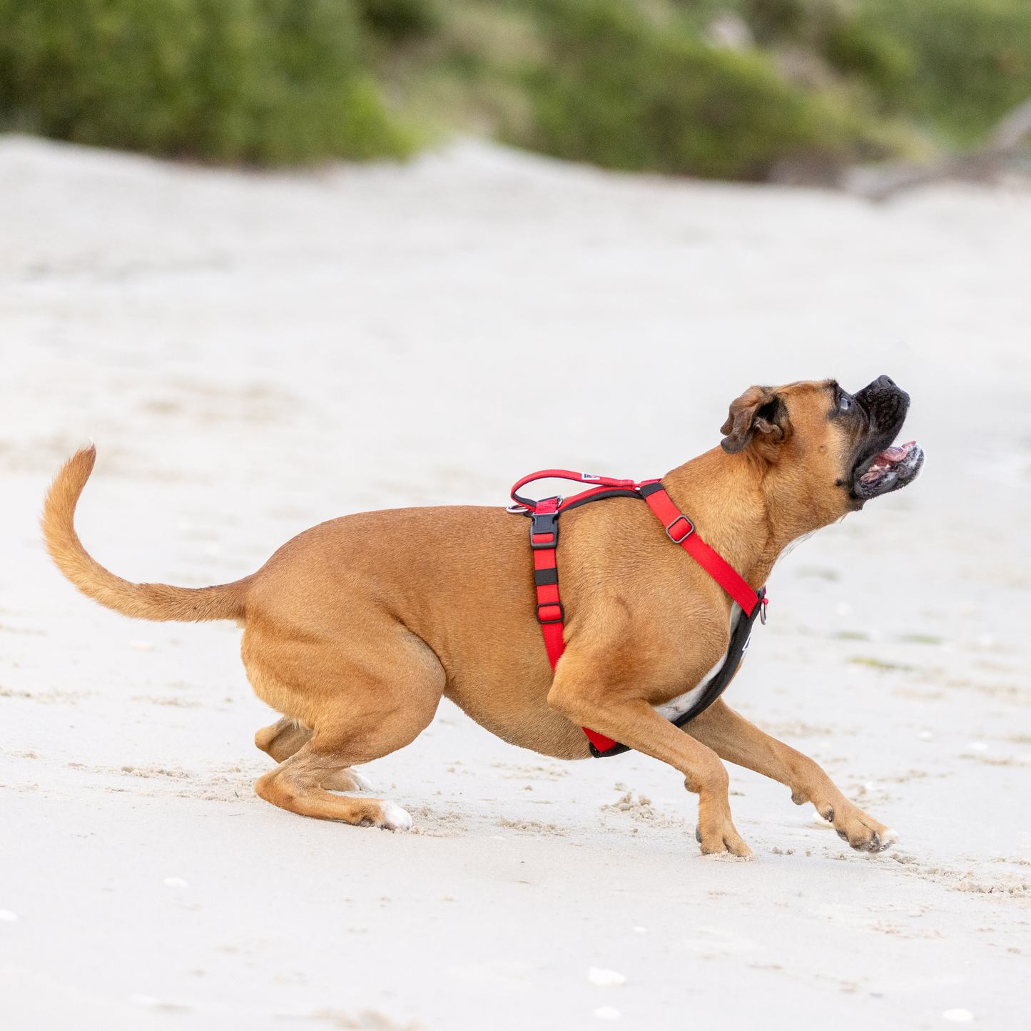 Hercules Harness