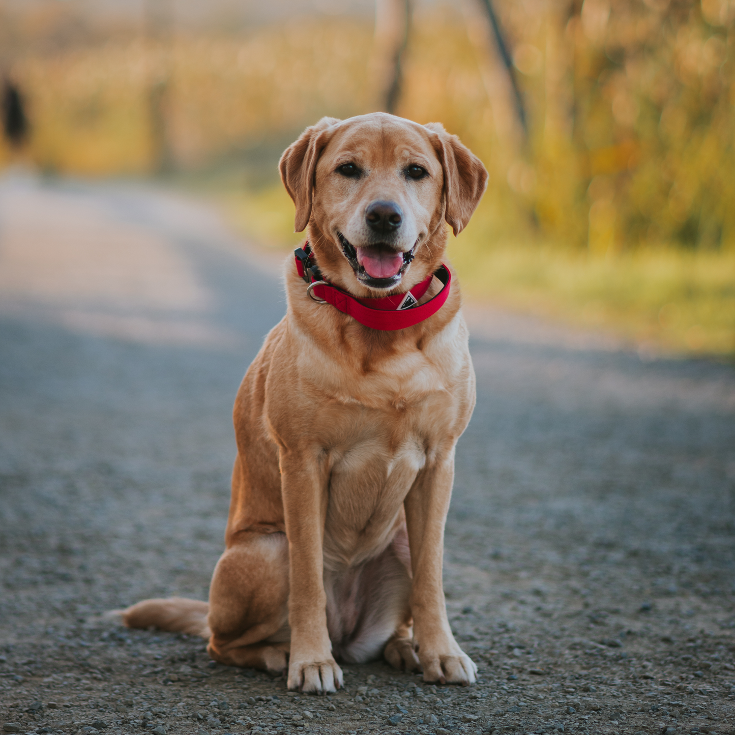 Apex Collar With Handle