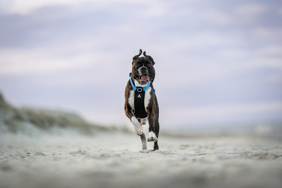 Apex Dogs: The ONLY brand designed for deep chested dogs