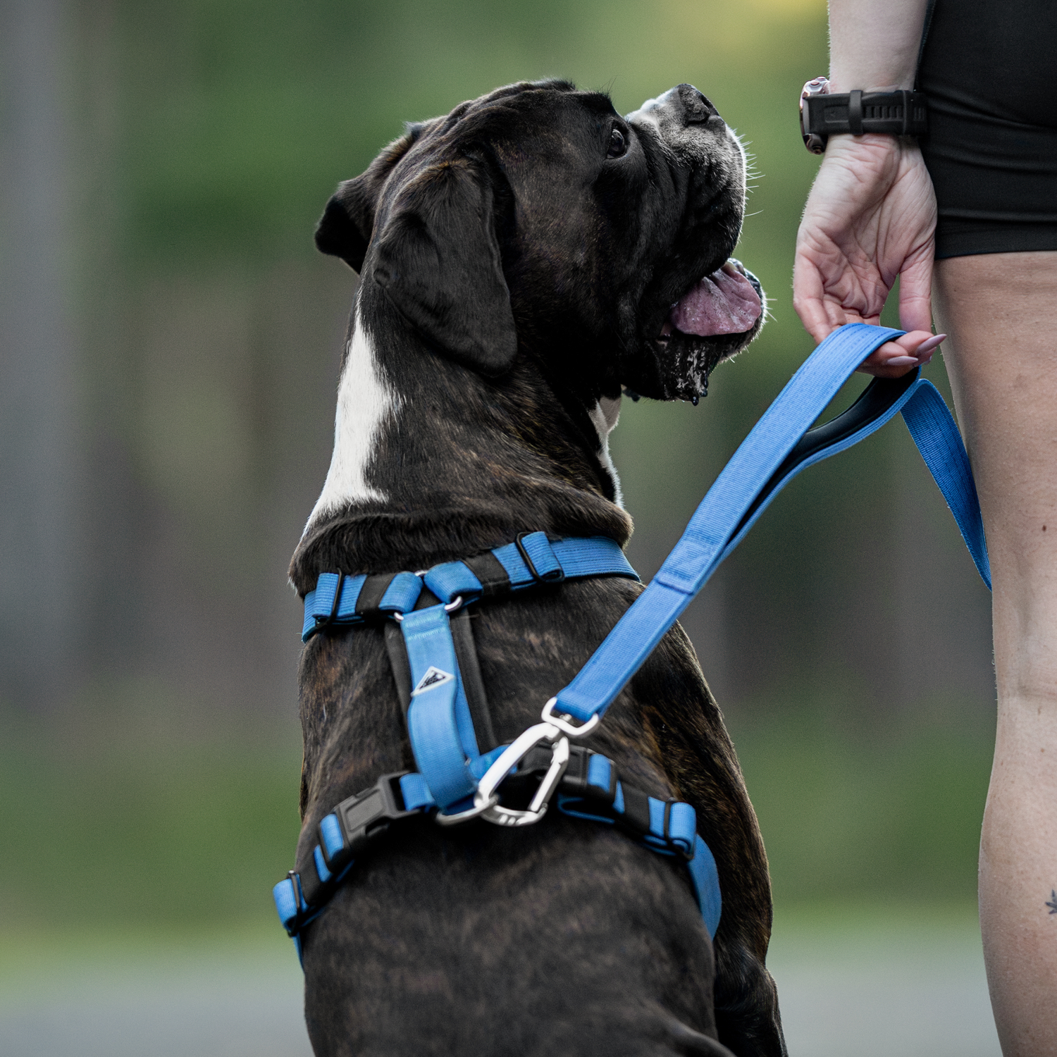 Apex Leash