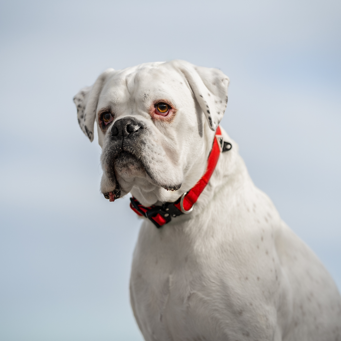 Apex Dogs: The ONLY brand designed for deep chested dogs