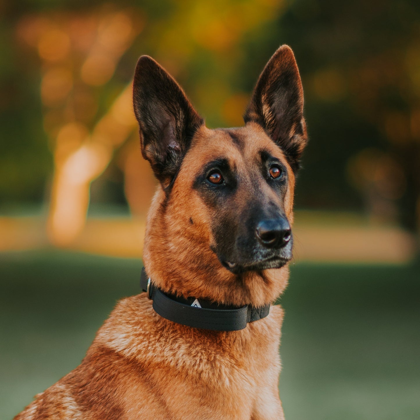 Apex Collar With Handle