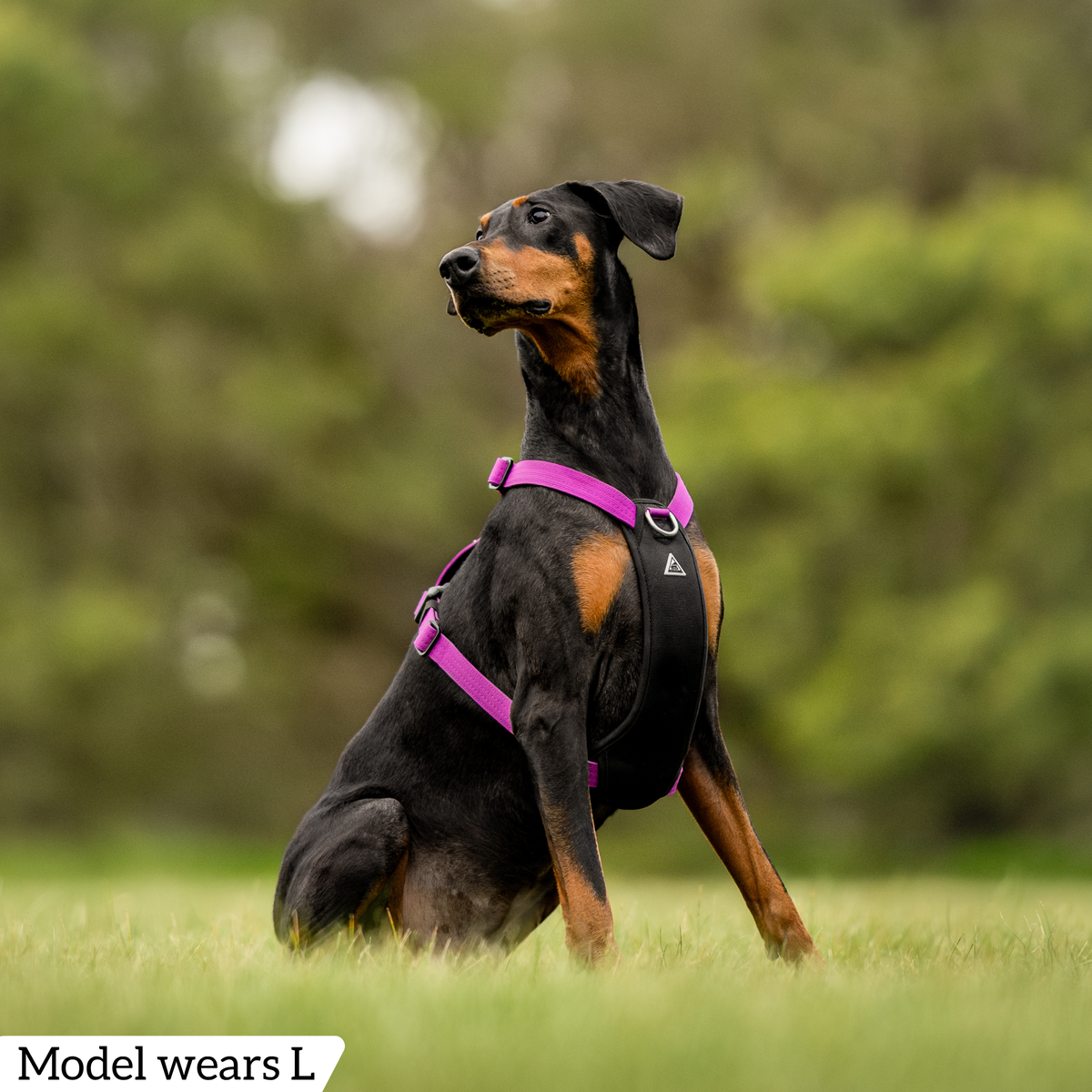 Hercules Harness