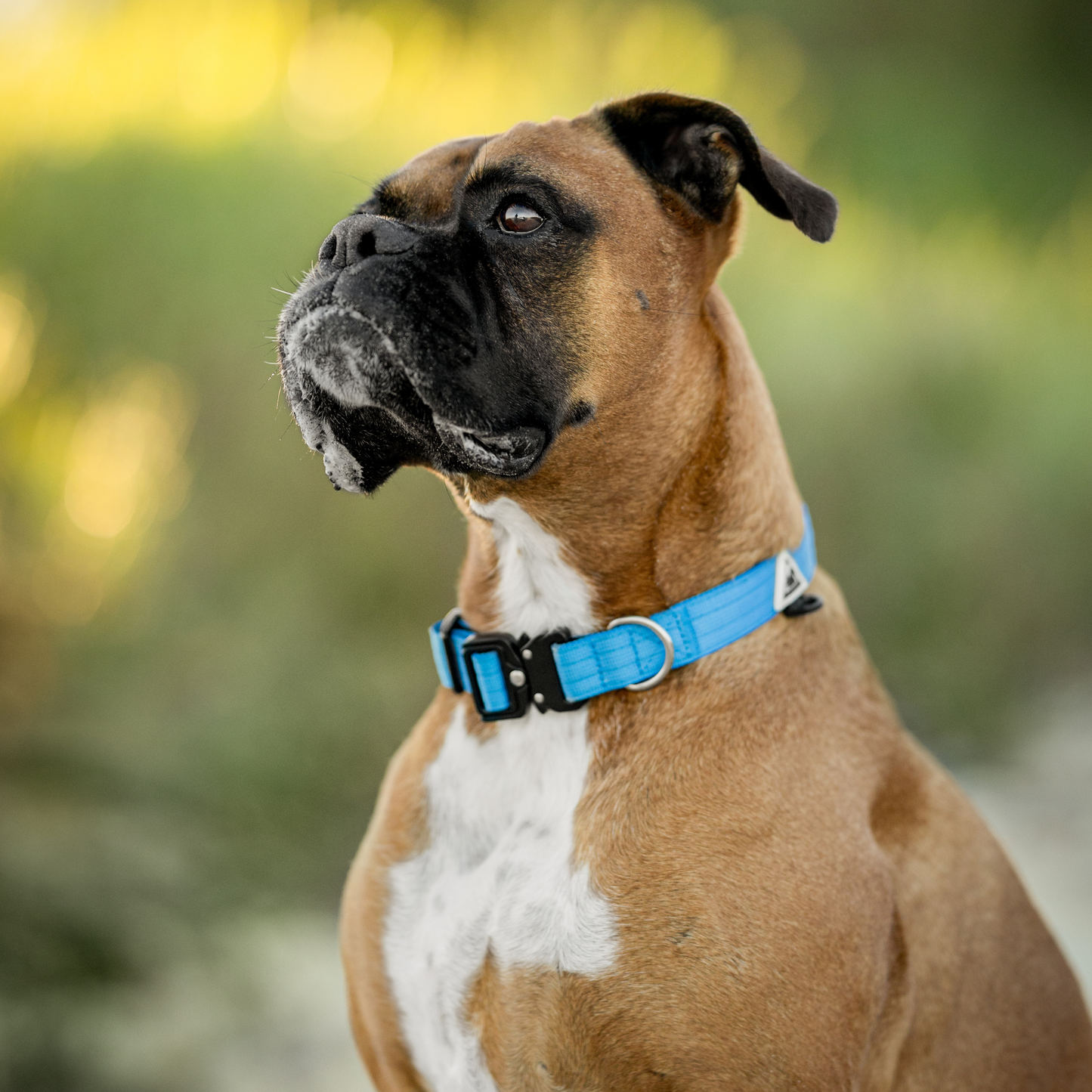 Apex Collar