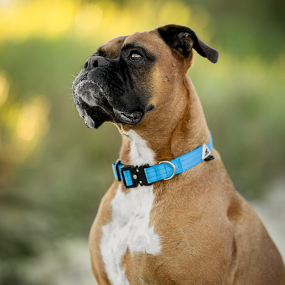 Apex Collar