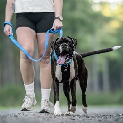Apex Leash