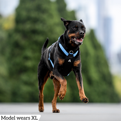 Hercules Harness