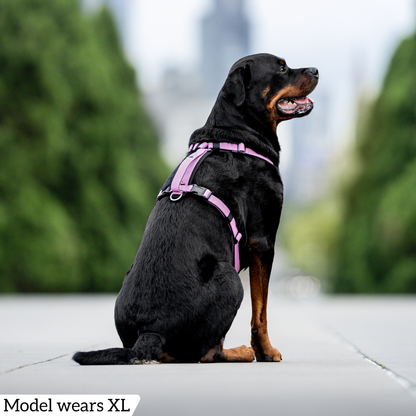 Hercules Harness