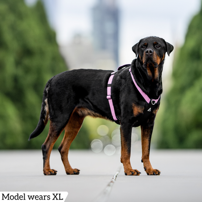 Hercules Harness