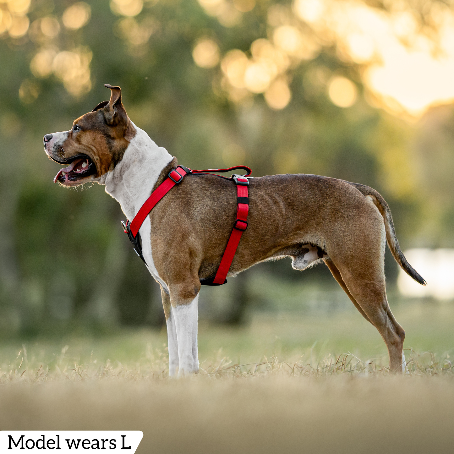 Hercules Harness