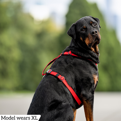 Hercules Harness
