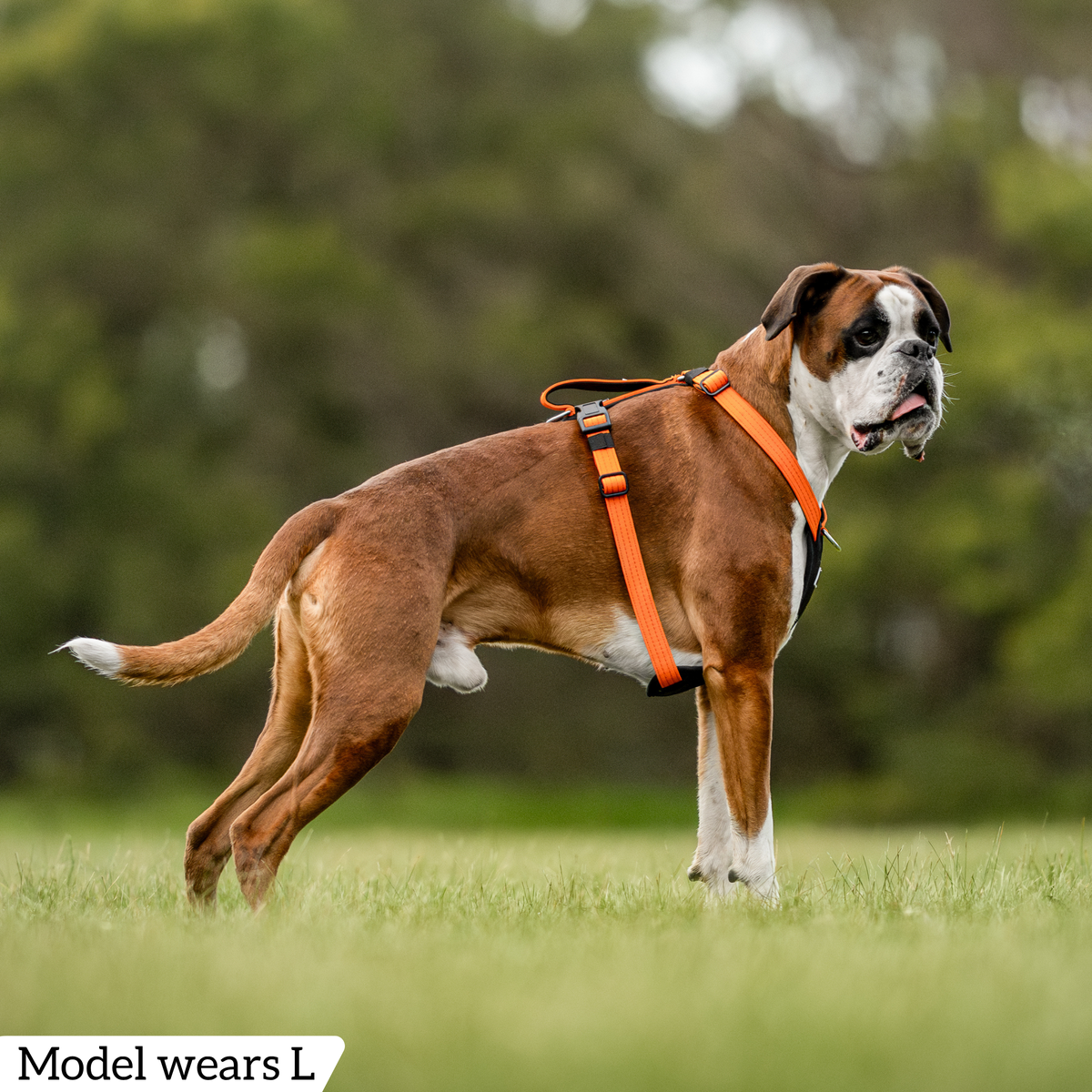 Hercules Harness