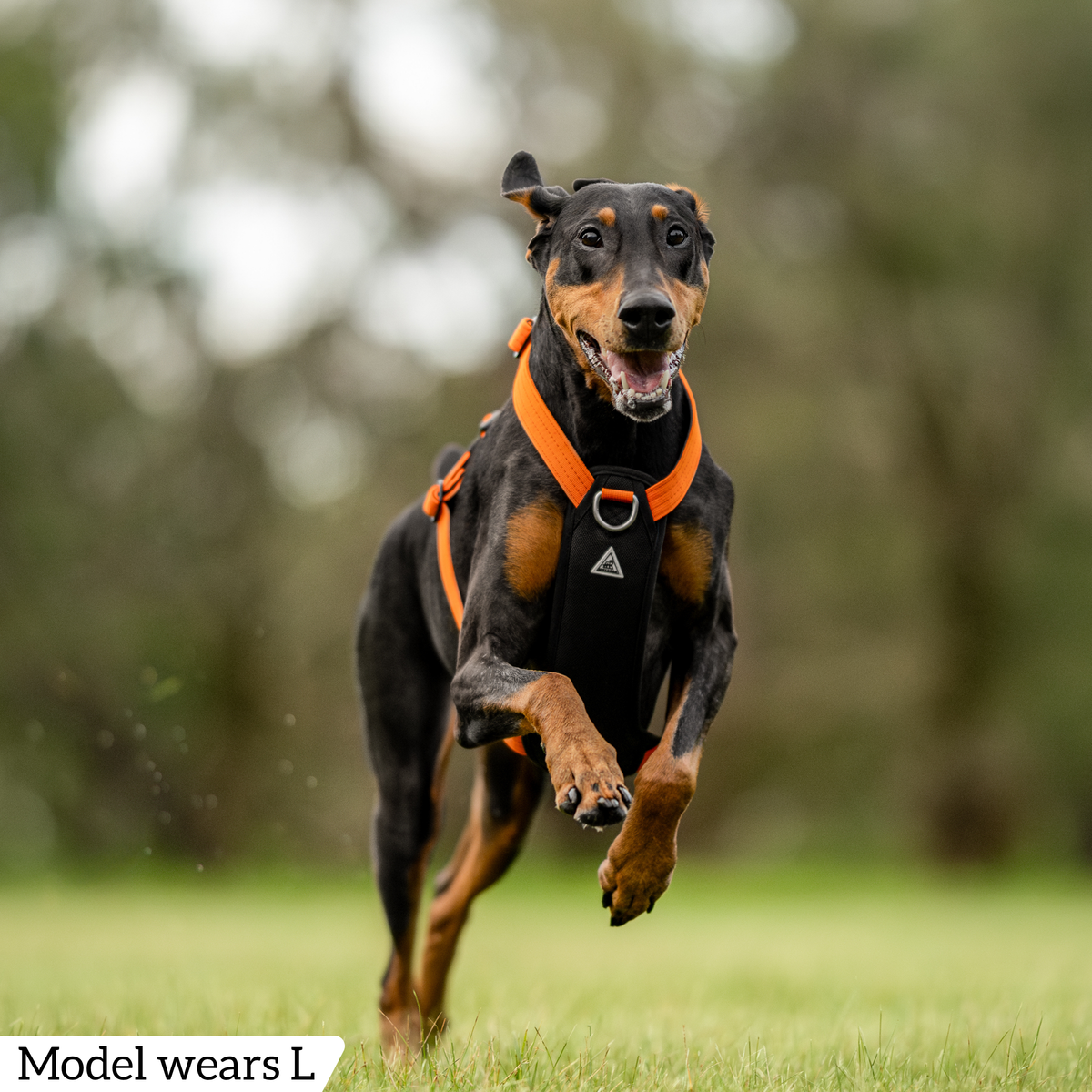 Hercules Harness