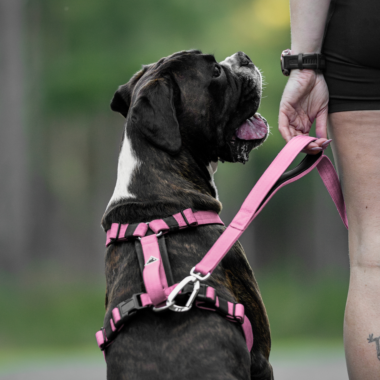 Apex Leash