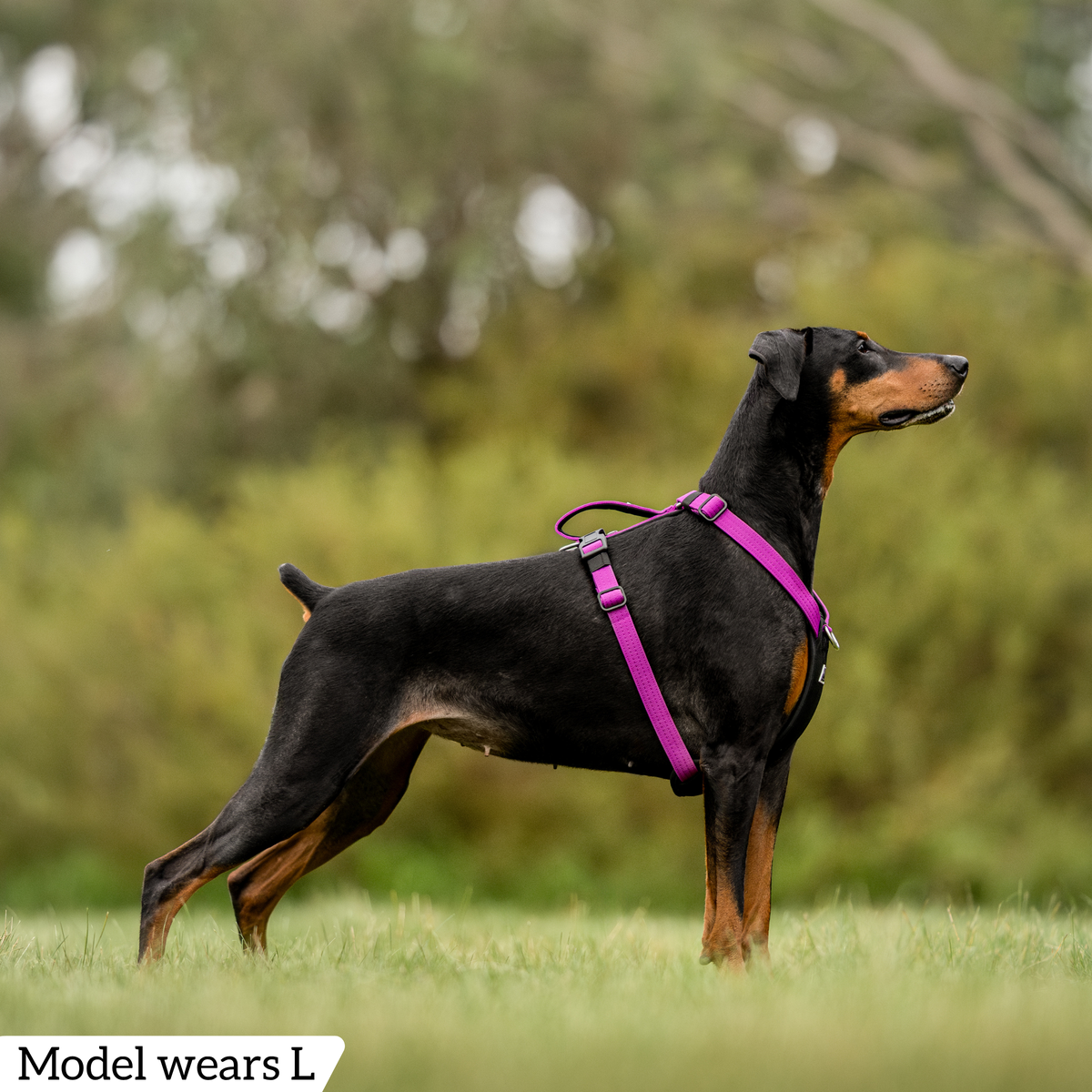 Hercules Harness