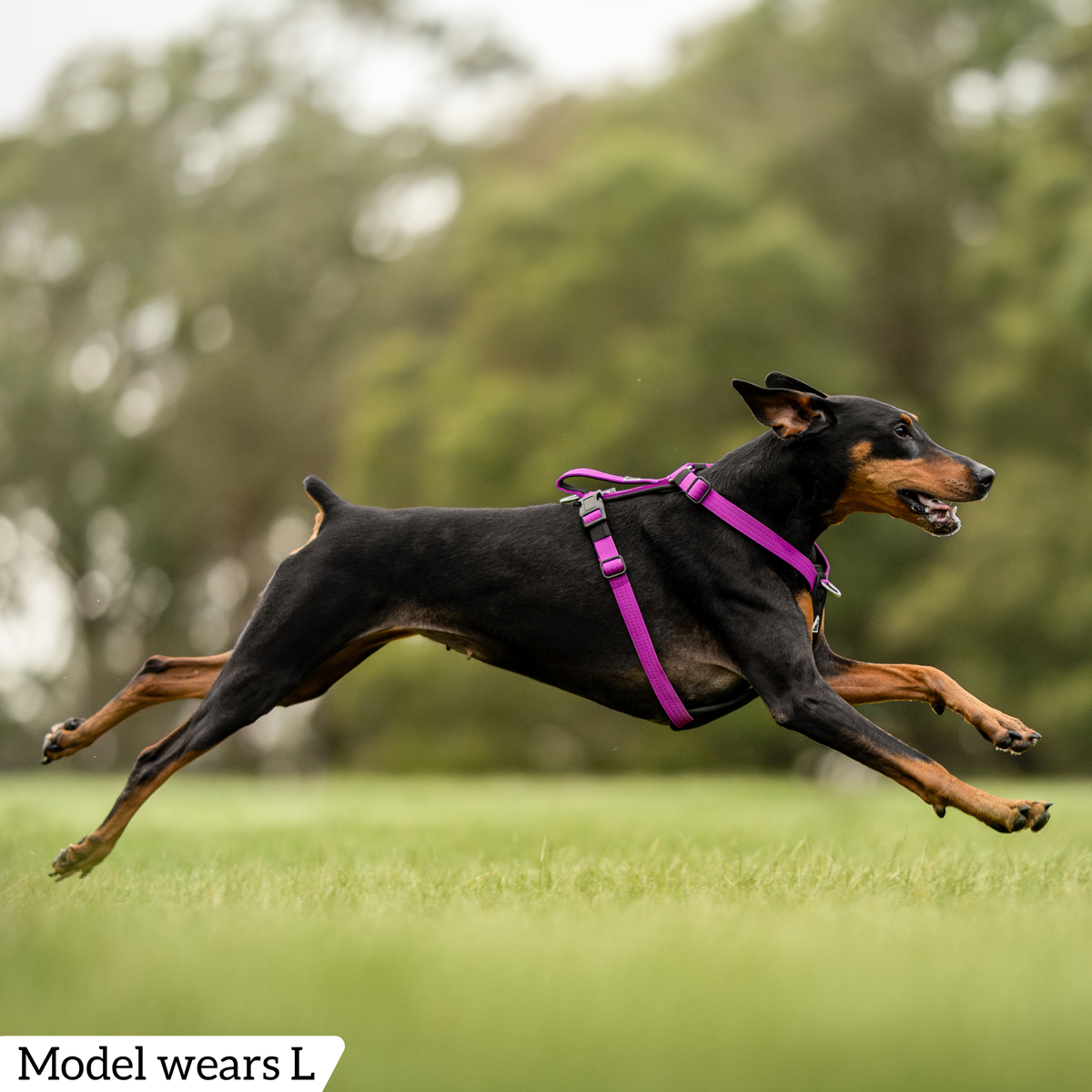 Hercules Harness