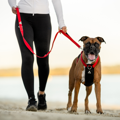 Apex Leash