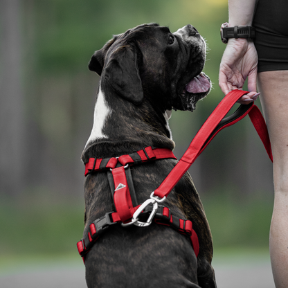 Apex Leash
