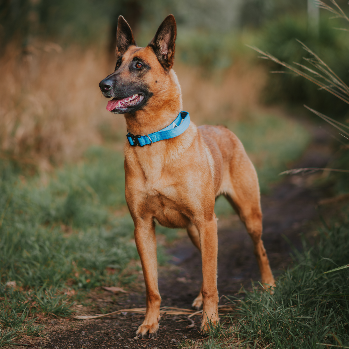 Apex Collar With Handle