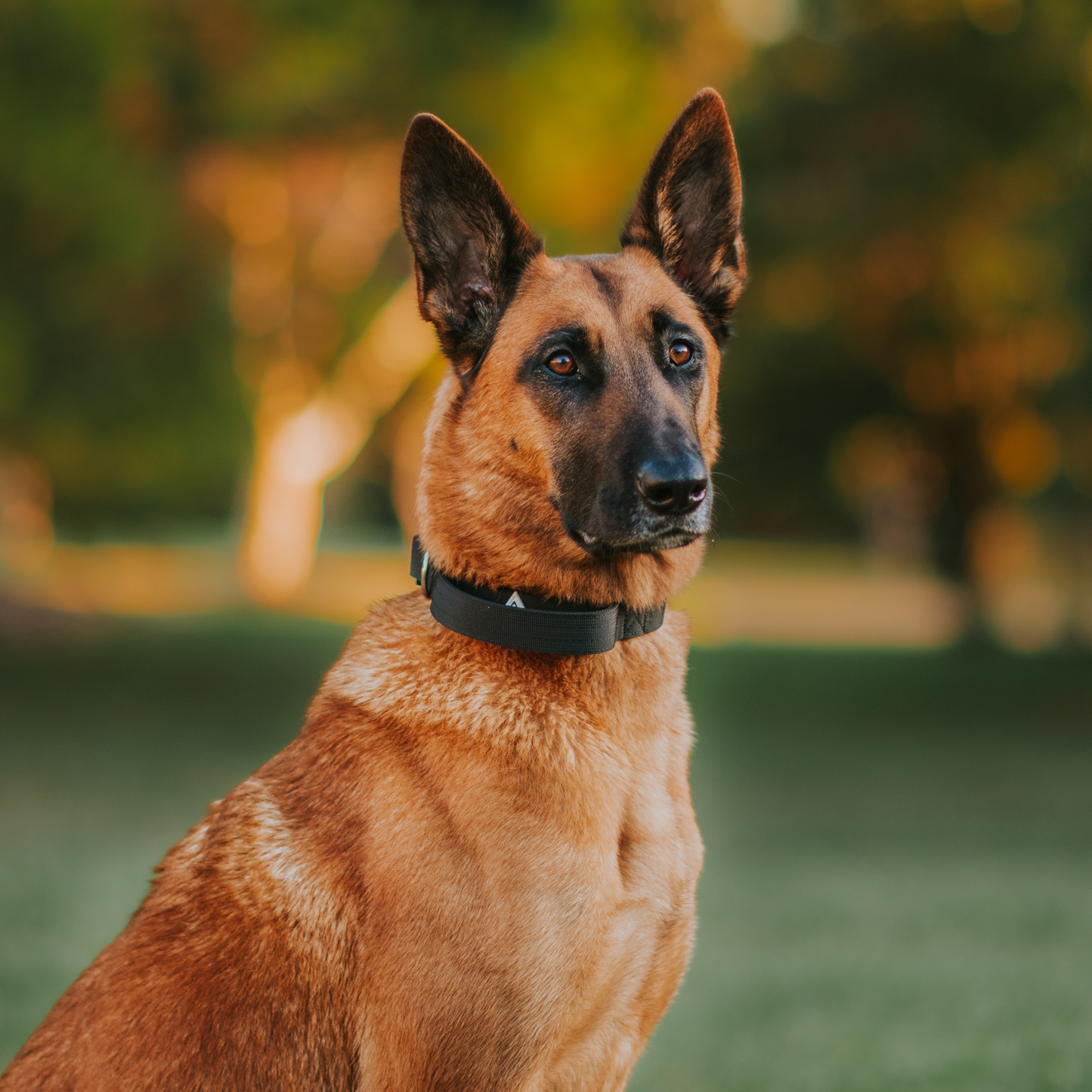 Apex Collar With Handle