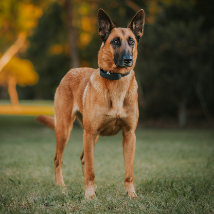 Apex Collar With Handle