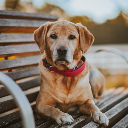 Apex Collar With Handle